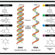 Image for article titled The First Lifeform Capable Of Passing Down A Juiced-Up Version Of DNA
